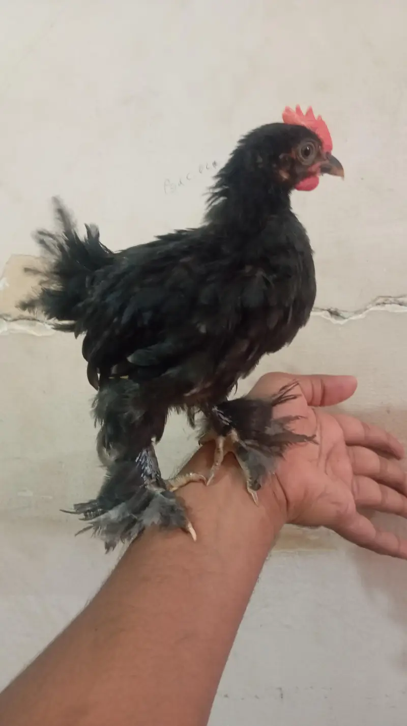 Healthy Bantam Chicks Pair — photo 3