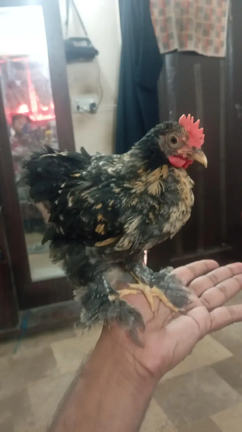 Healthy Bantam Chicks Pair — photo 4