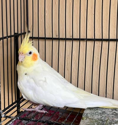 Cockatiel & Cages for Sale