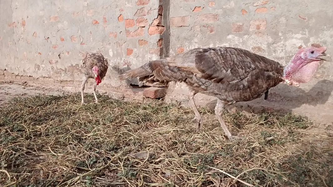 Turkey Chicks — photo 3