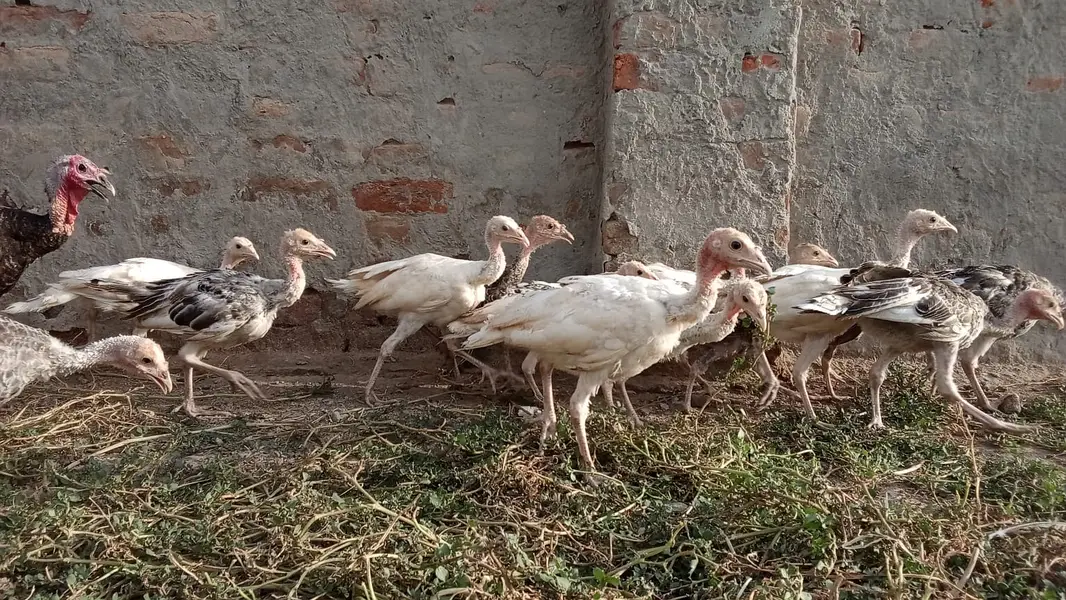 Turkey Chicks — photo 4