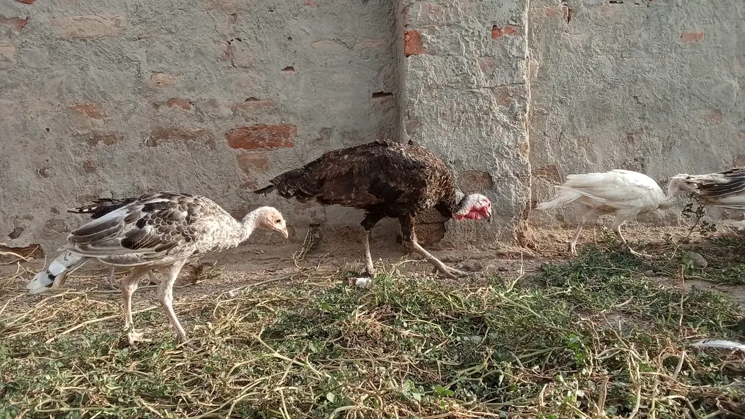 Turkey Chicks — photo 5