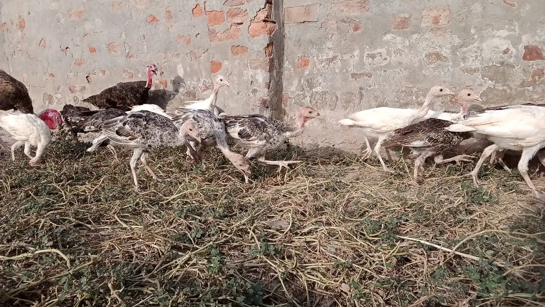 Turkey Chicks — photo 6