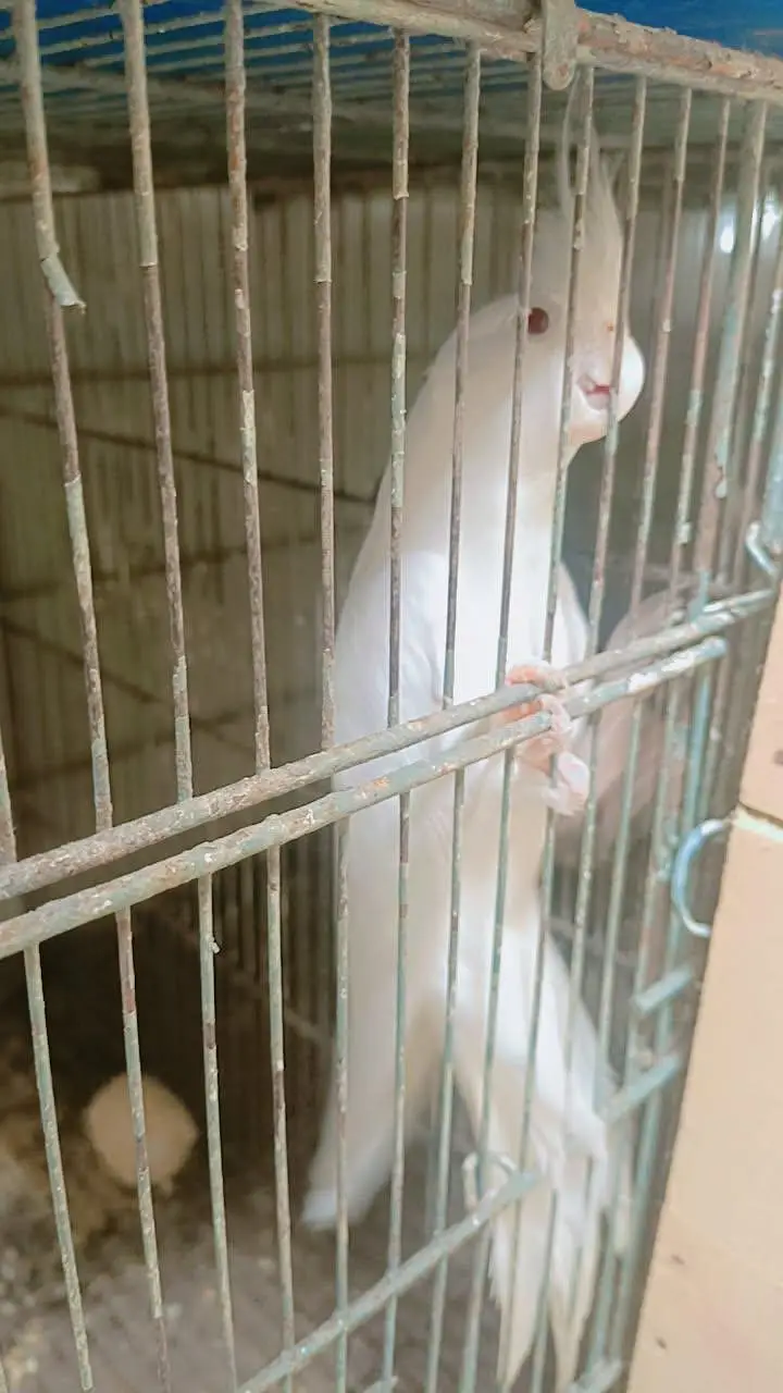 eno cockatiel red ayes pair urgent sell — photo 2
