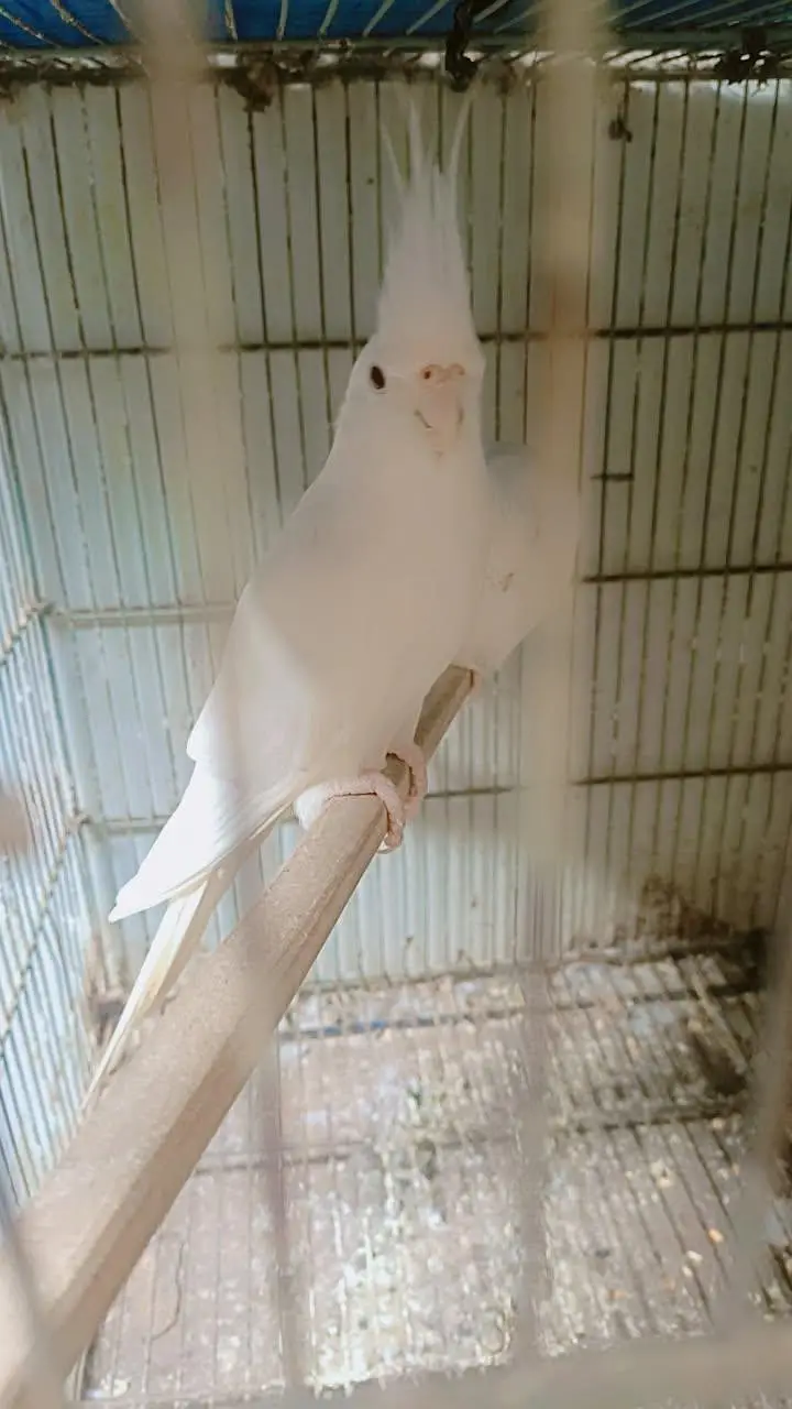 eno cockatiel red ayes pair urgent sell — photo 3
