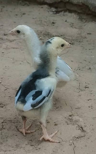 Shamo Aseel Chicks For Sale Islamabad | Pure King German O Shamo Aseel