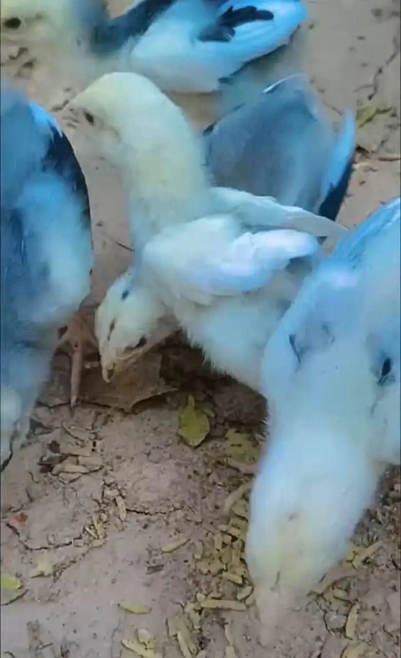 Shamo Aseel Chicks For Sale Islamabad | Pure King German O Shamo Aseel — photo 2