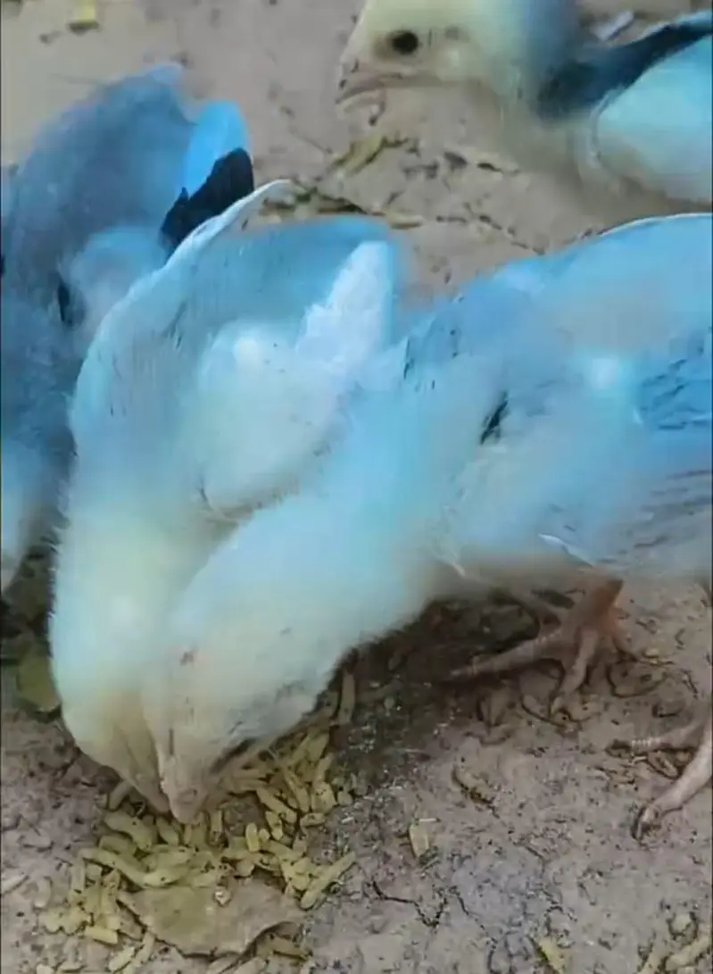 Shamo Aseel Chicks For Sale Islamabad | Pure King German O Shamo Aseel — photo 3