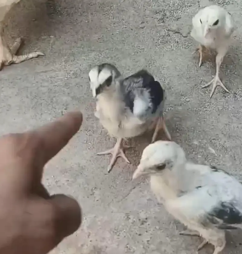 Shamo Aseel Chicks For Sale Islamabad | Pure King German O Shamo Aseel — photo 4