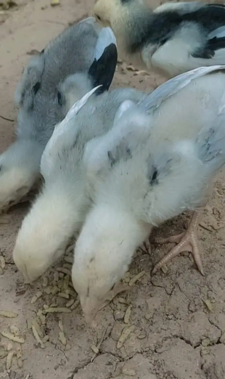 Shamo Aseel Chicks For Sale Islamabad | Pure King German O Shamo Aseel — photo 5