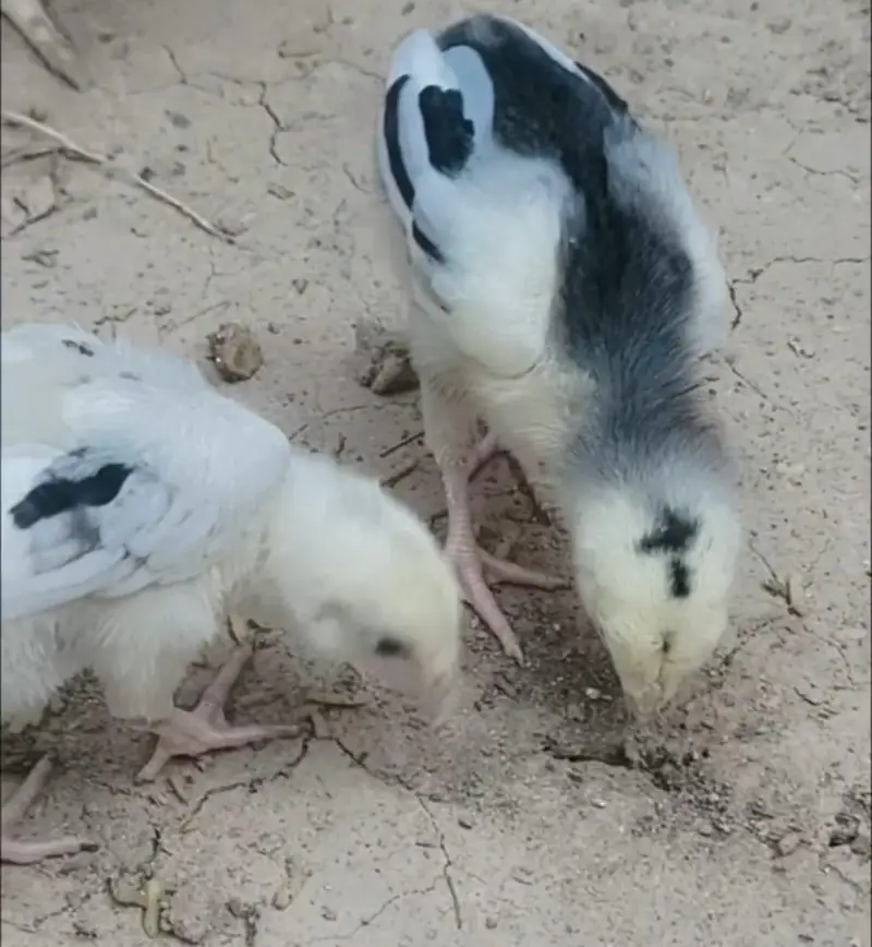Shamo Aseel Chicks For Sale Islamabad | Pure King German O Shamo Aseel — photo 6