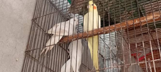 Brider piar for sale location lahore hai jisss bhai ny lana hai wo Rab