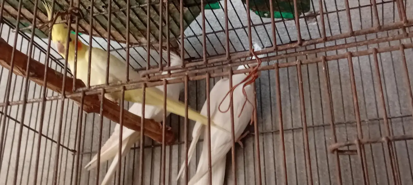 Brider piar for sale location lahore hai jisss bhai ny lana hai wo Rab — photo 2