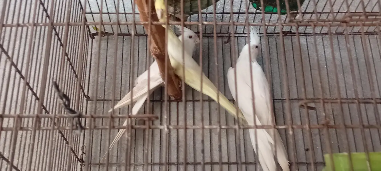 Brider piar for sale location lahore hai jisss bhai ny lana hai wo Rab — photo 3
