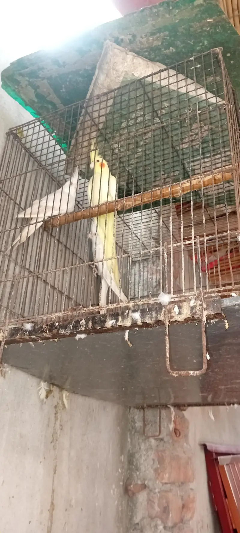 Brider piar for sale location lahore hai jisss bhai ny lana hai wo Rab — photo 4