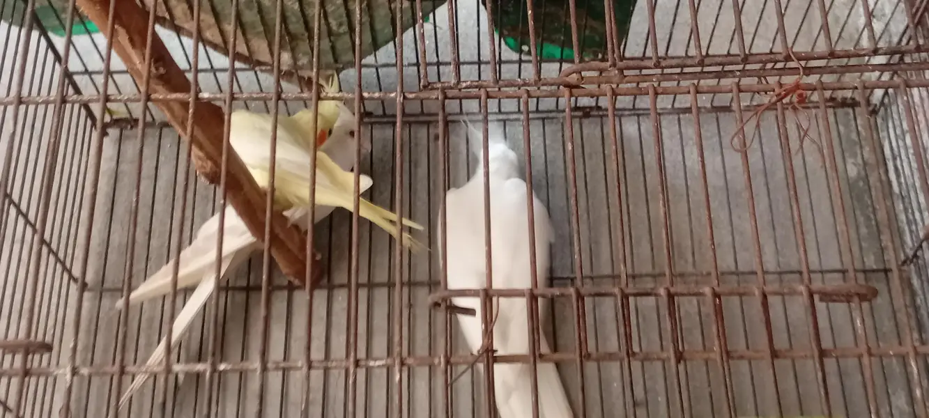Brider piar for sale location lahore hai jisss bhai ny lana hai wo Rab — photo 5