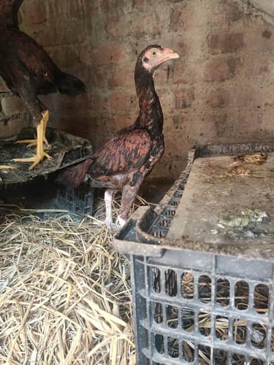 healthy and active assel females