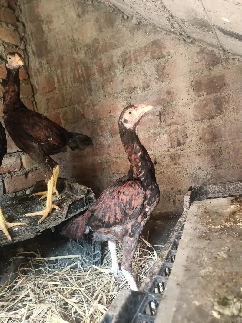 healthy and active assel females — photo 2