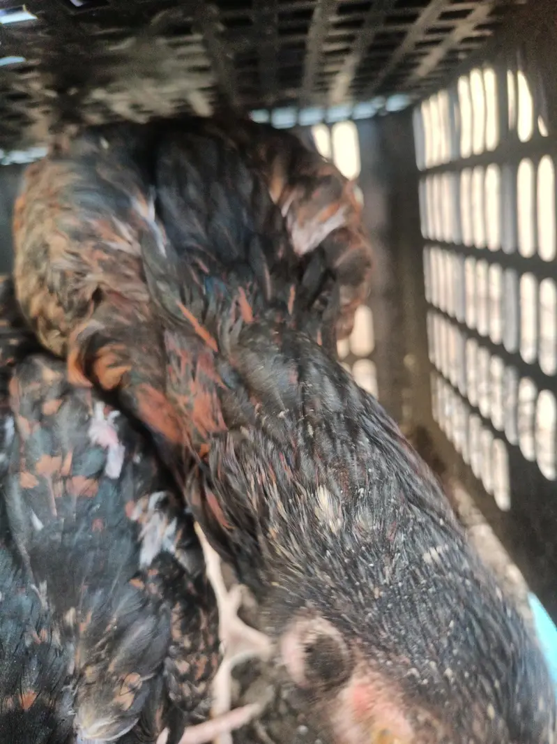 healthy and active assel females — photo 3
