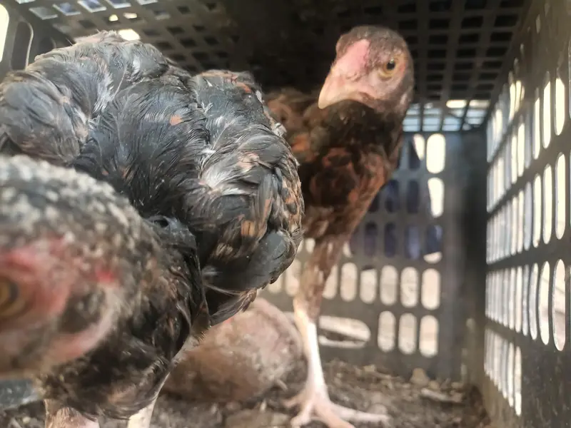 healthy and active assel females — photo 4