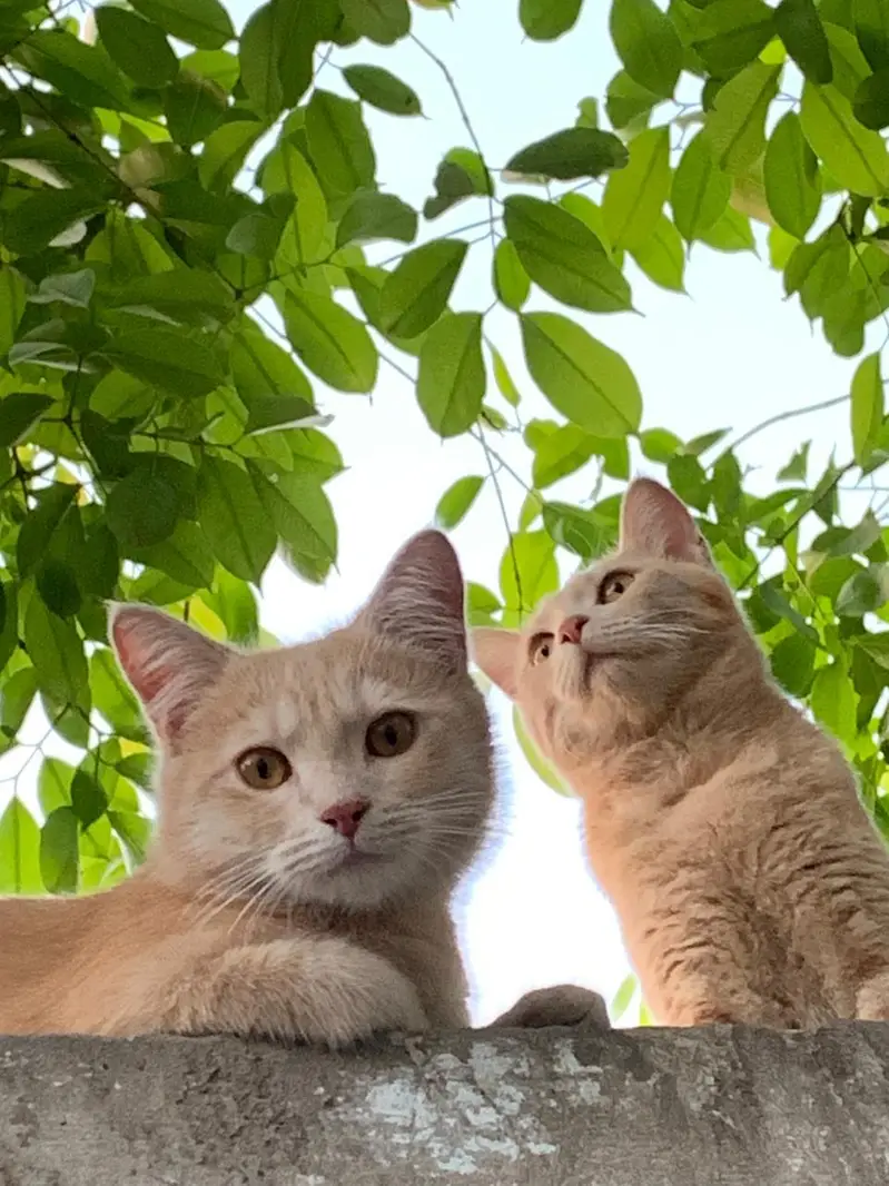 Turksh angora singal coted cat pair & kids — photo 2