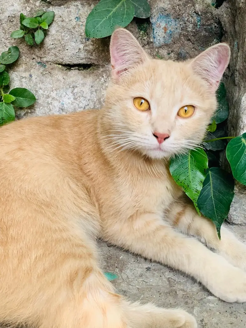Turksh angora singal coted cat pair & kids — photo 3