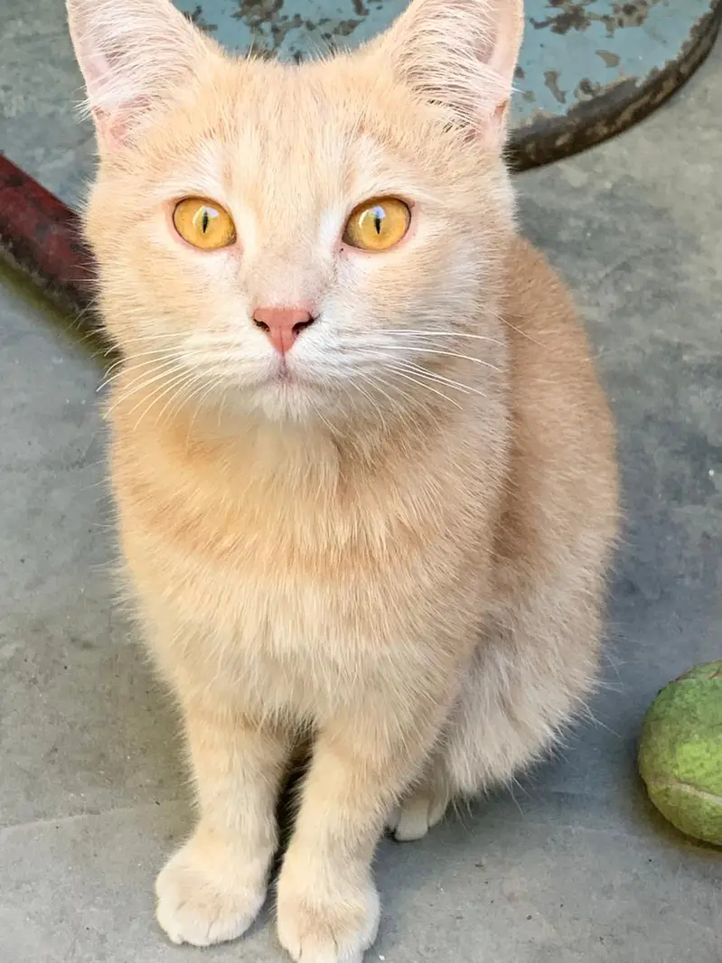Turksh angora singal coted cat pair & kids — photo 4