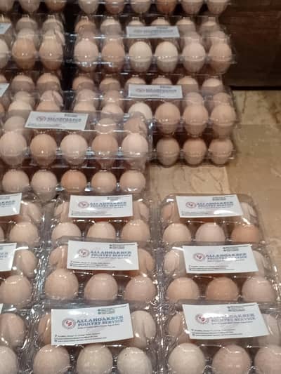 Desi Eggs