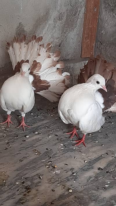 Red tail pigeon young pair pure quality