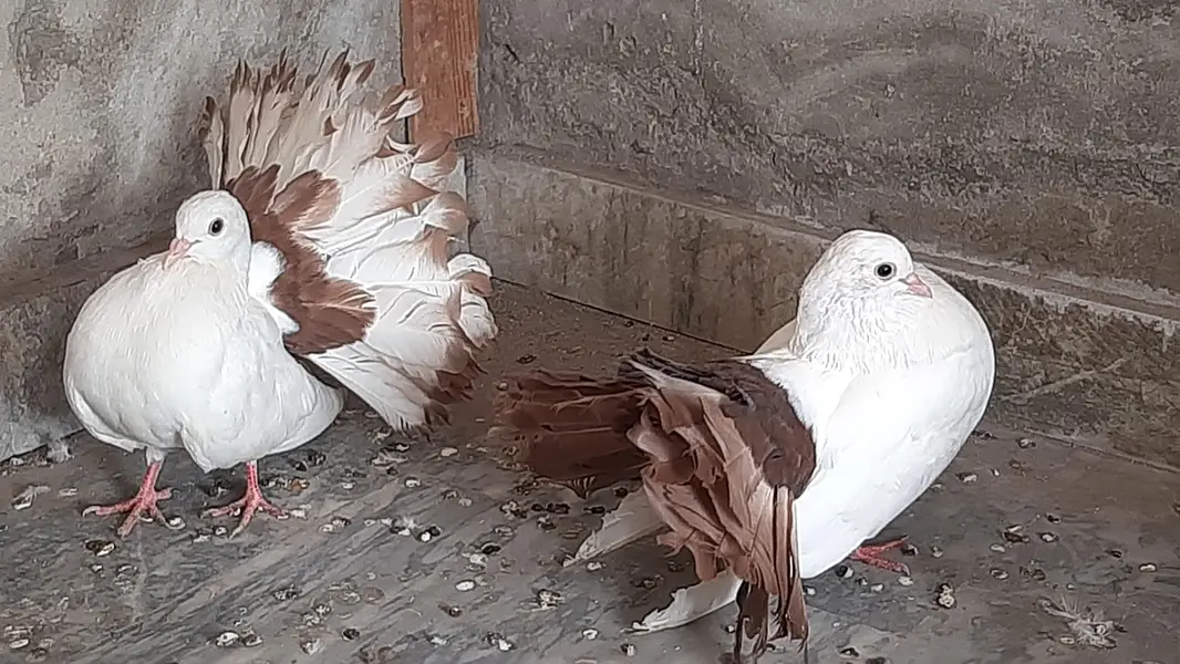 Red tail pigeon young pair pure quality — photo 2