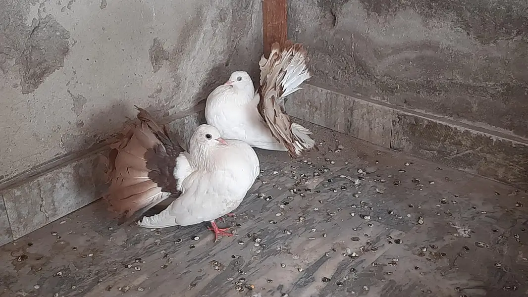 Red tail pigeon young pair pure quality — photo 3