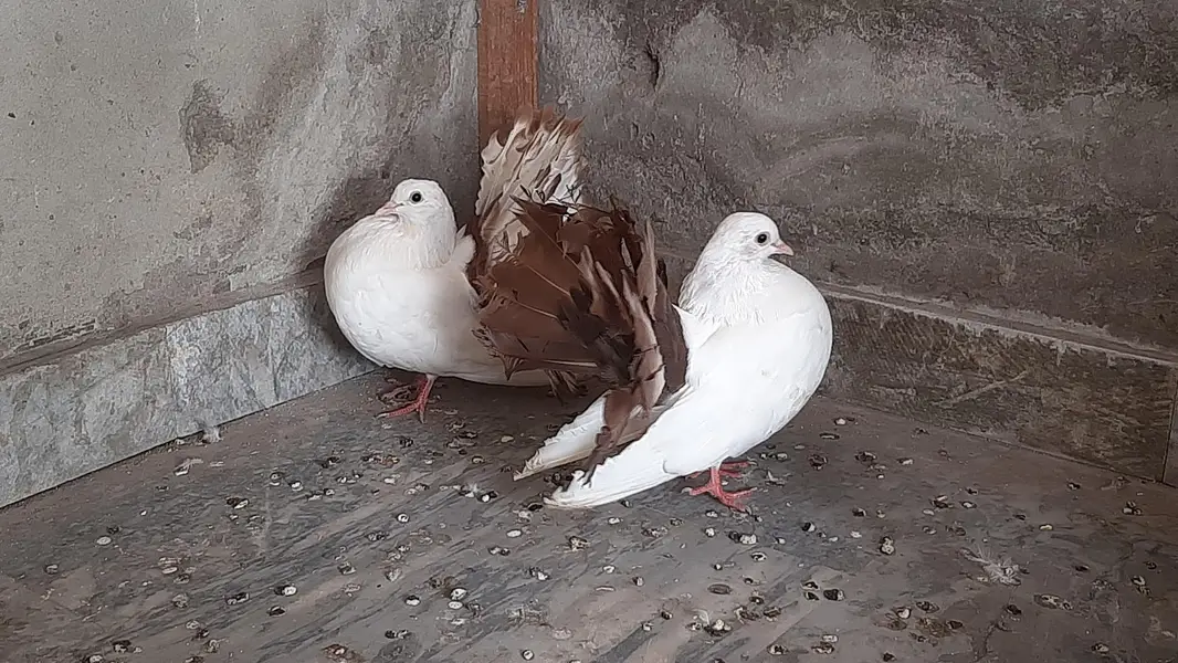 Red tail pigeon young pair pure quality — photo 4