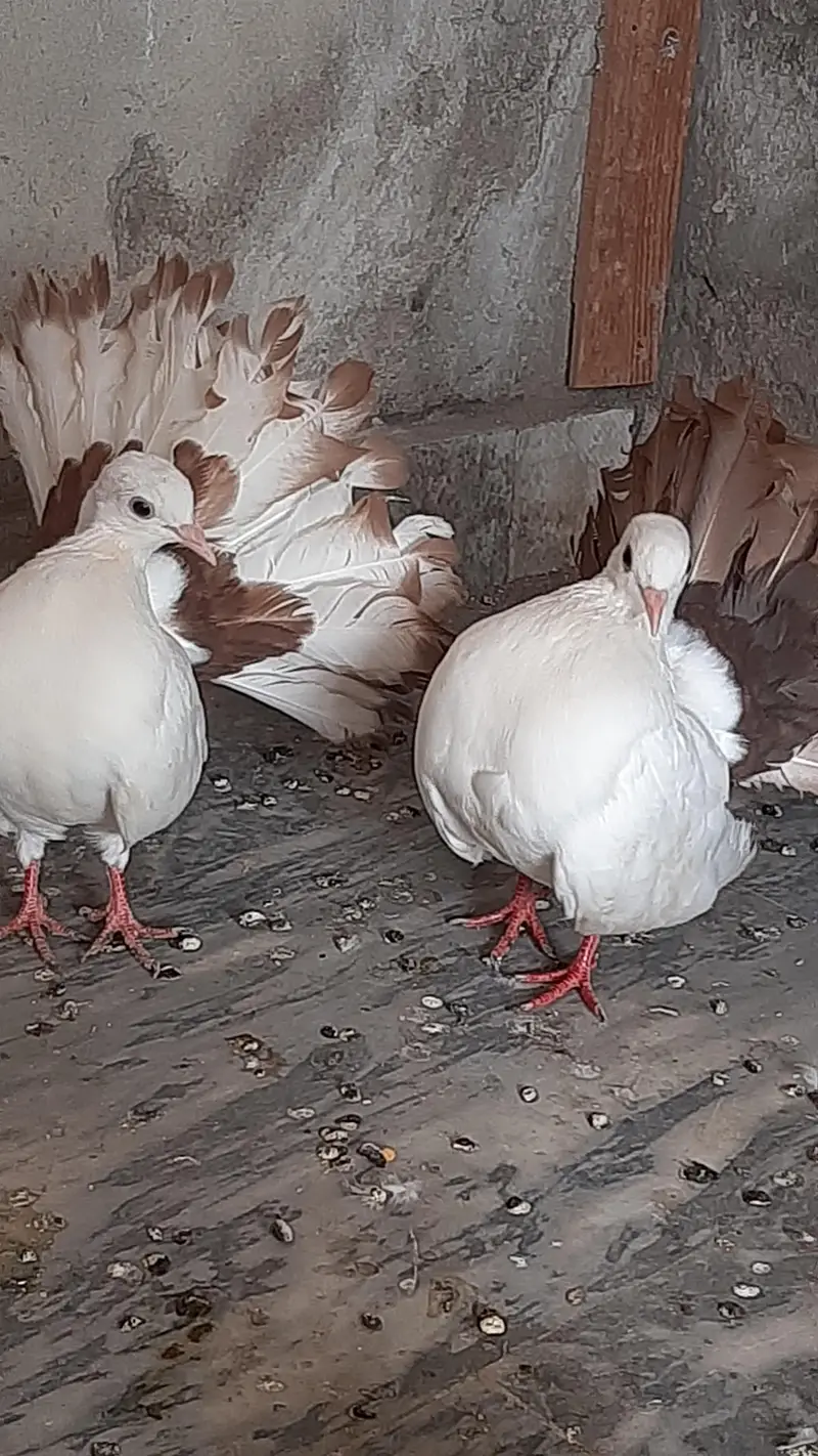 Red tail pigeon young pair pure quality — photo 5