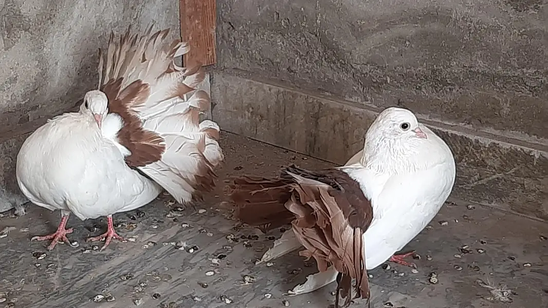 Red tail pigeon young pair pure quality — photo 6