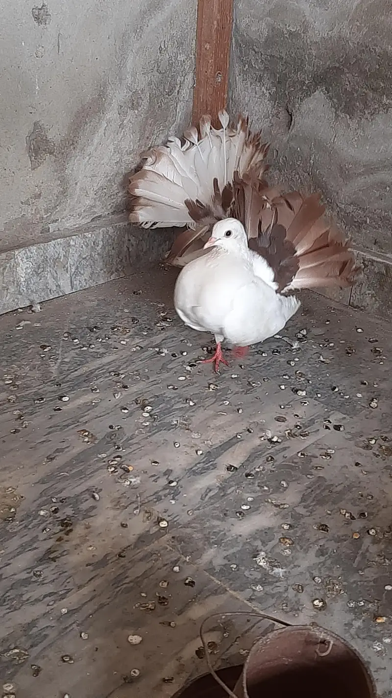 Red tail pigeon young pair pure quality — photo 7