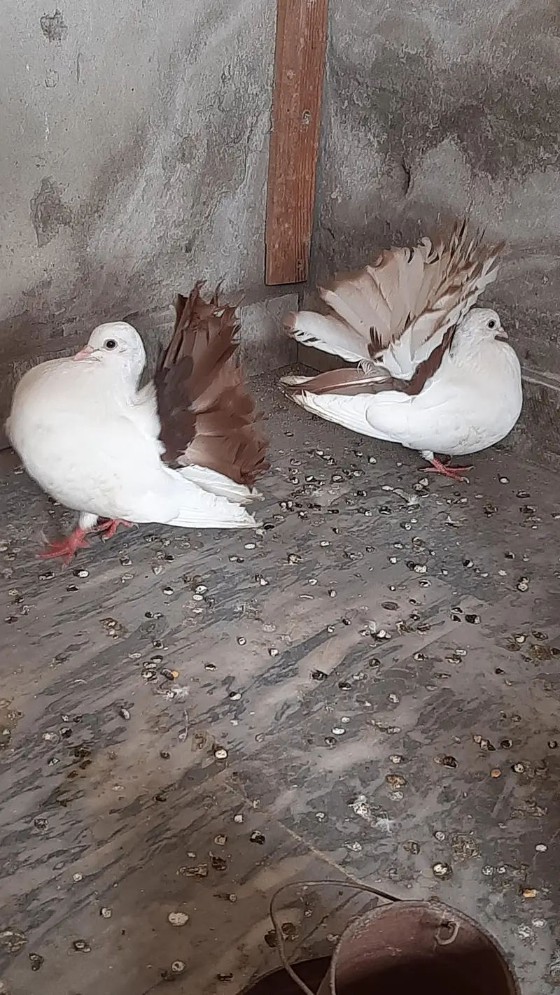 Red tail pigeon young pair pure quality — photo 8