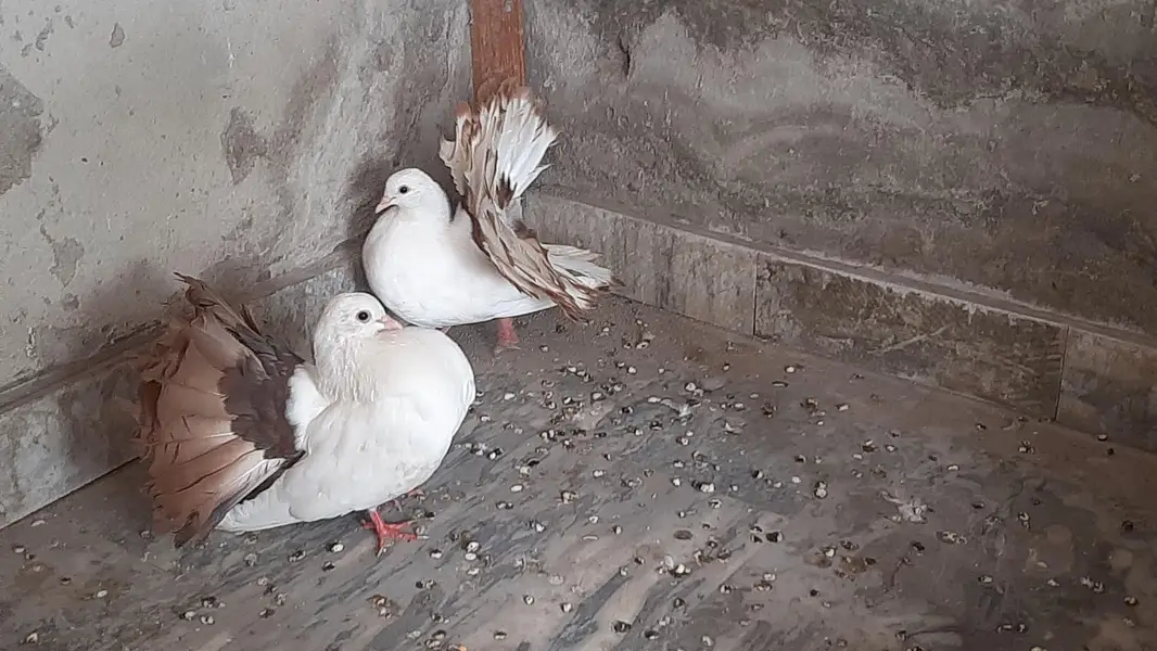 Red tail pigeon young pair pure quality — photo 9