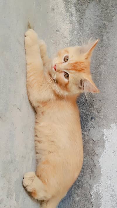 Persian kittens