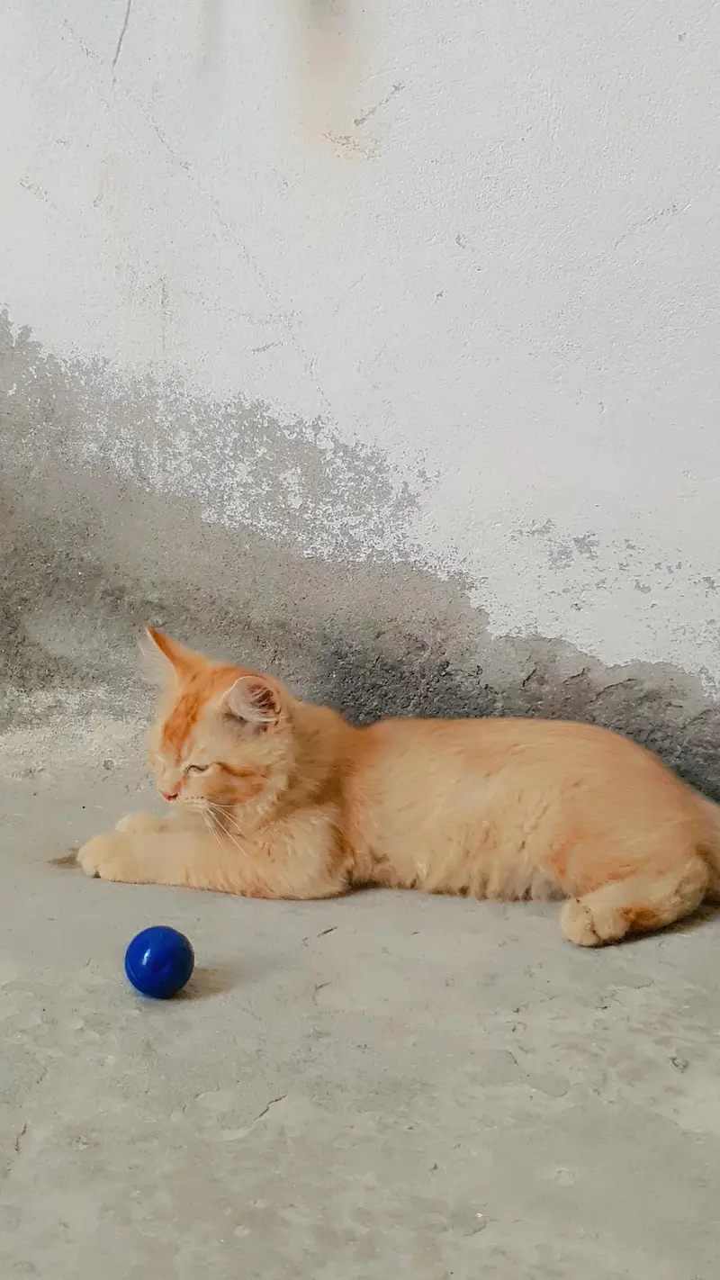 Persian kittens — photo 2