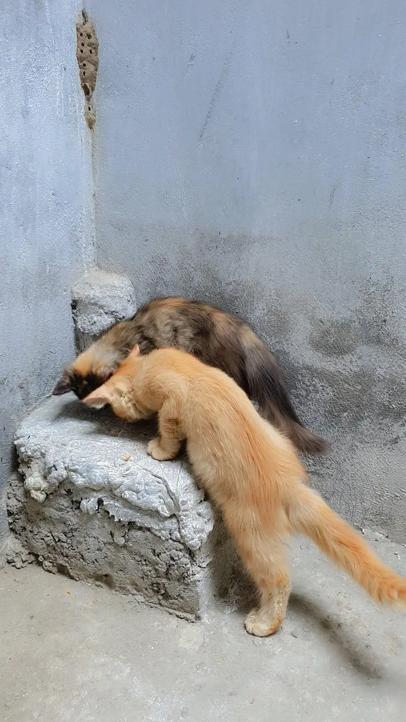 Persian kittens — photo 3