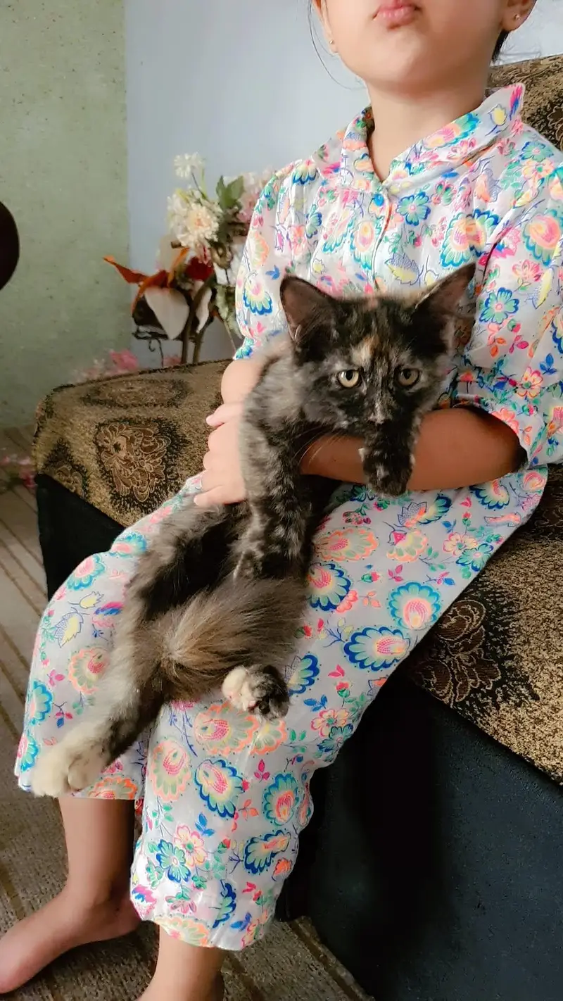 Persian kittens — photo 4