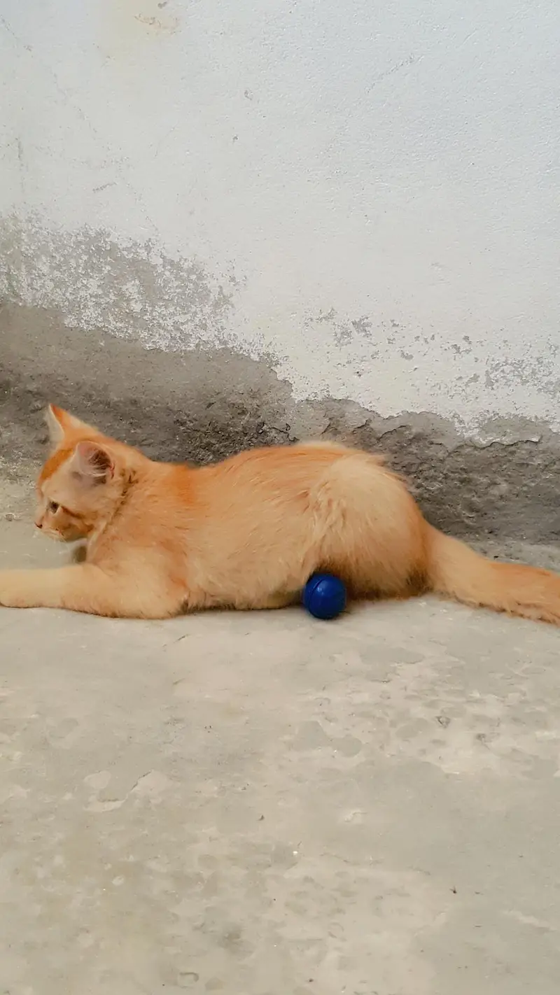 Persian kittens — photo 5