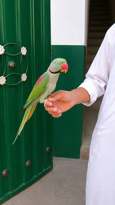 raw parrot
