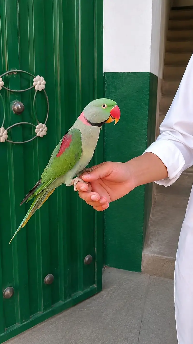 raw parrot — photo 2