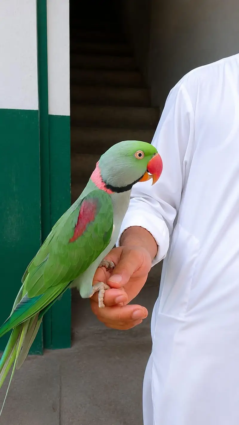 raw parrot — photo 3