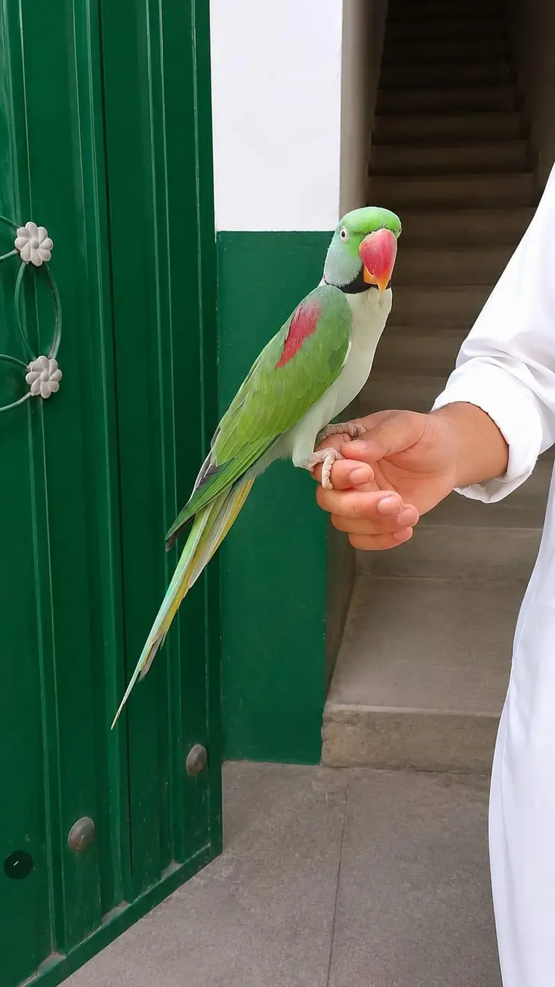 raw parrot — photo 4