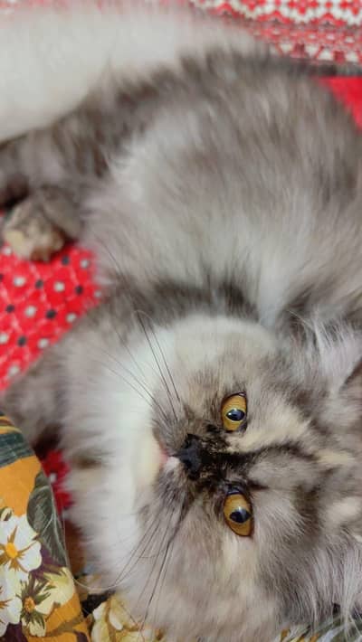 neat and clean cat camere Mein color thoda change hai lekin Asal Mein