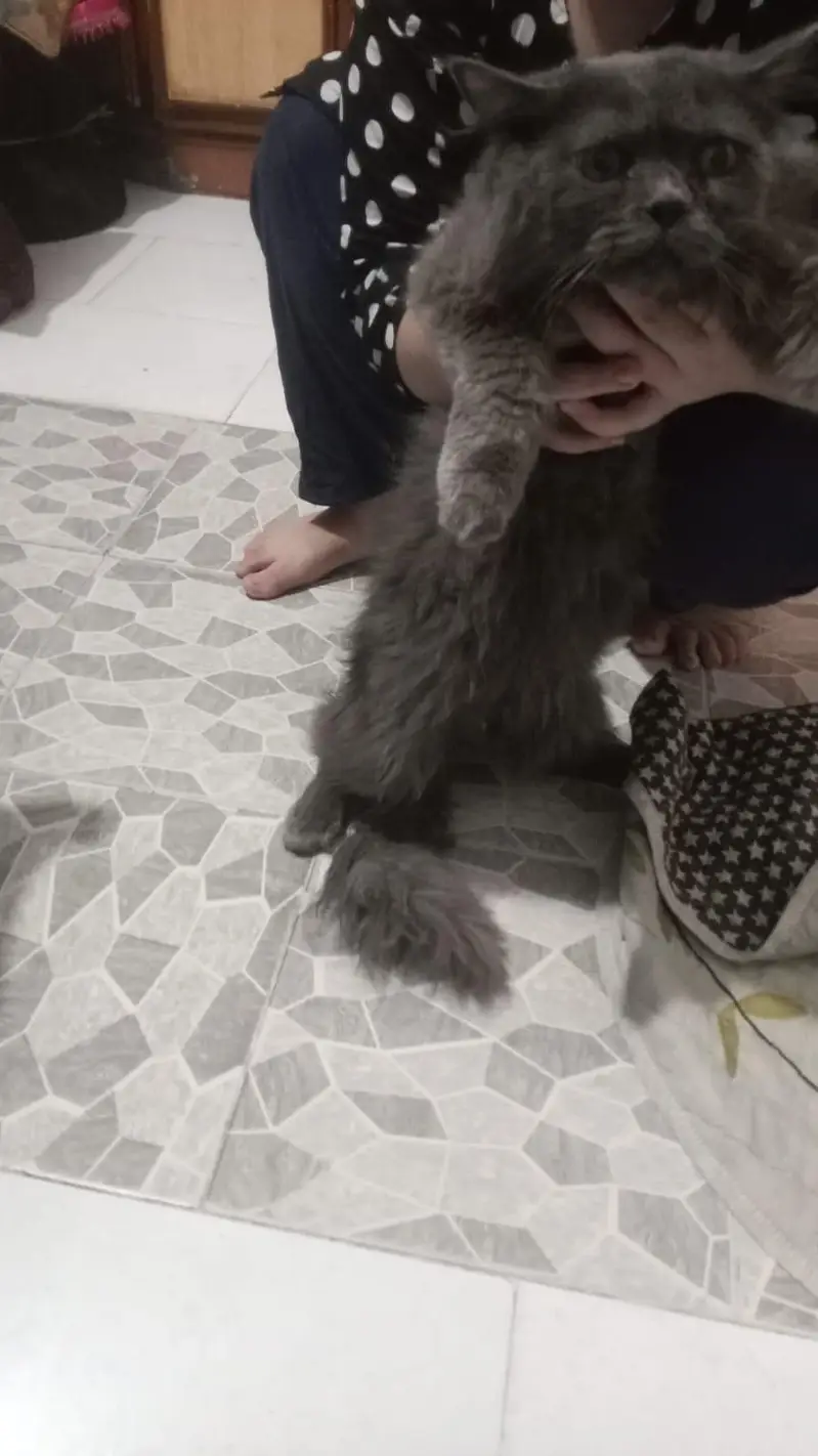 neat and clean cat camere Mein color thoda change hai lekin Asal Mein — photo 2