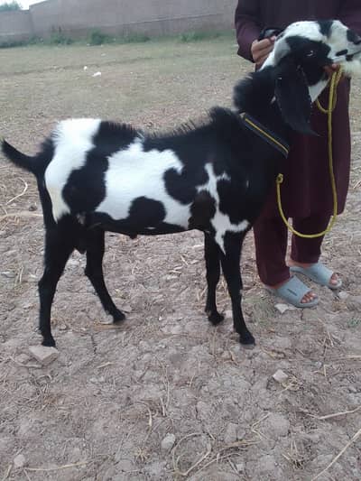 beetal nasal bakra for sell
