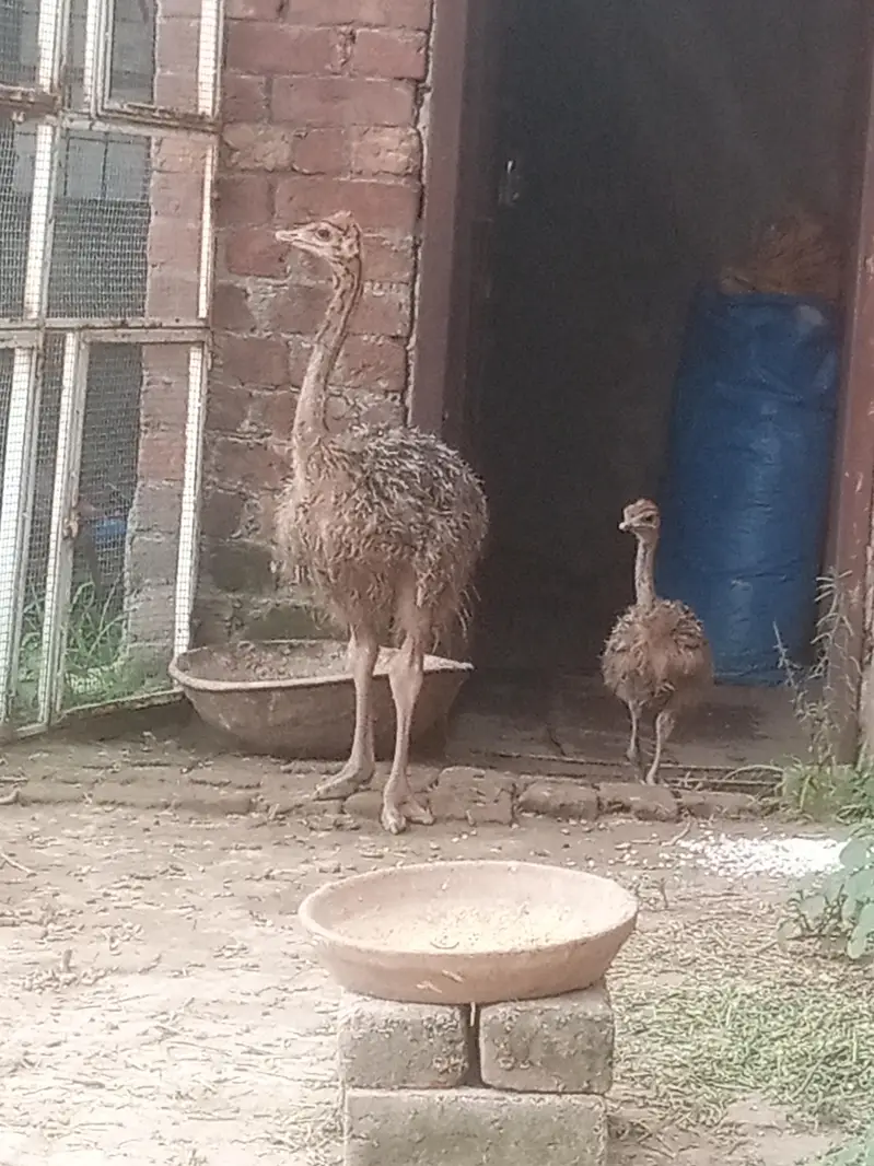 ostrich